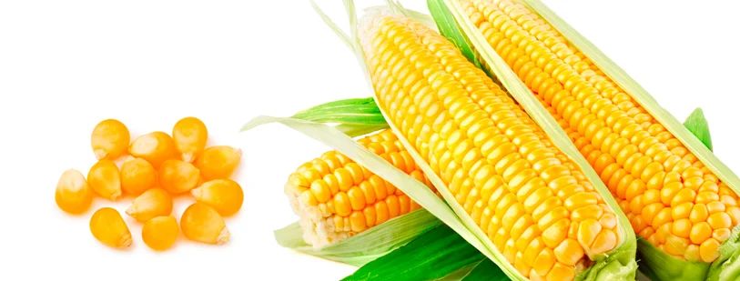 corn
